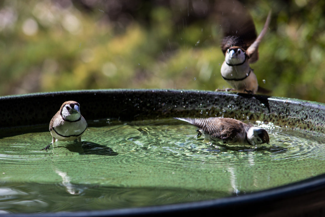 birds in a bird bath