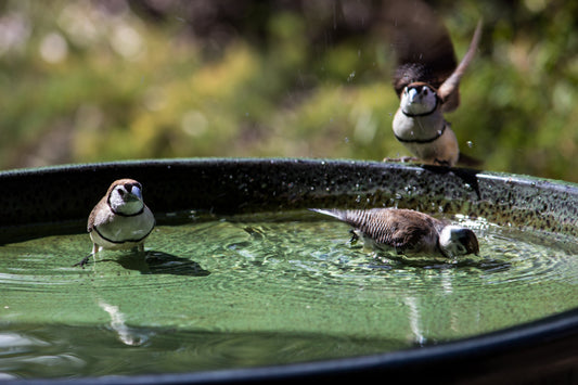 birds in a bird bath