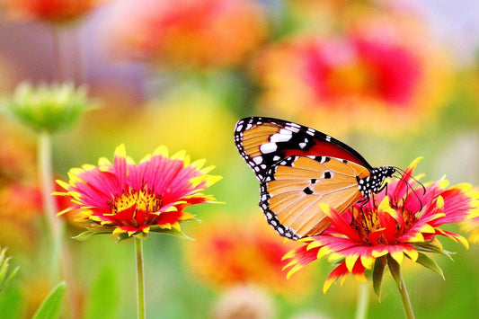 butterfly garden gear