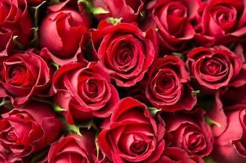 roses for valentines days
