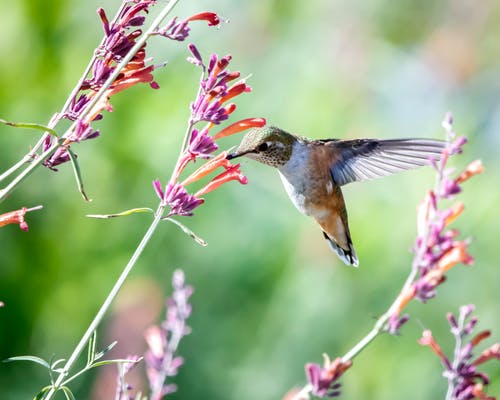 Hummingbird Garden Plans: 10 Ways to Attract Hummingbirds To Your Yard!