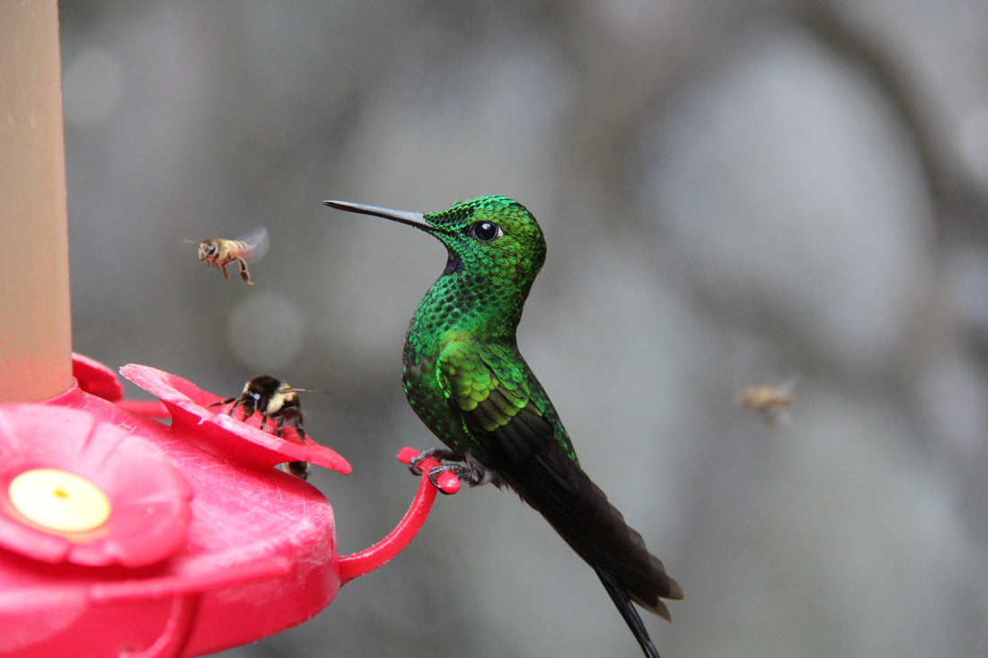 Best Way To Keep Bees Away From A Hummingbird Feeder