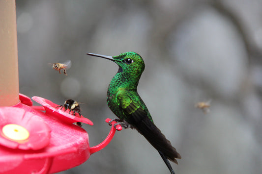 Best Way To Keep Bees Away From A Hummingbird Feeder