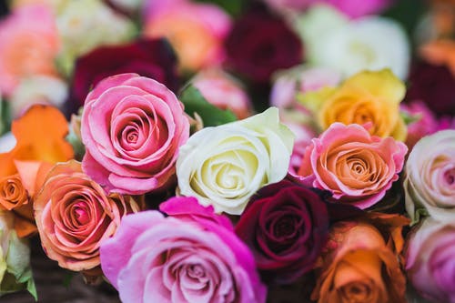 What Do Different Color Roses Mean?