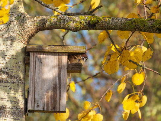 sparrows in a birdhouse