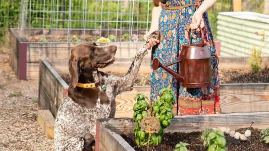 Garden Watering Accessories: Simple Tools That Make a Big Difference