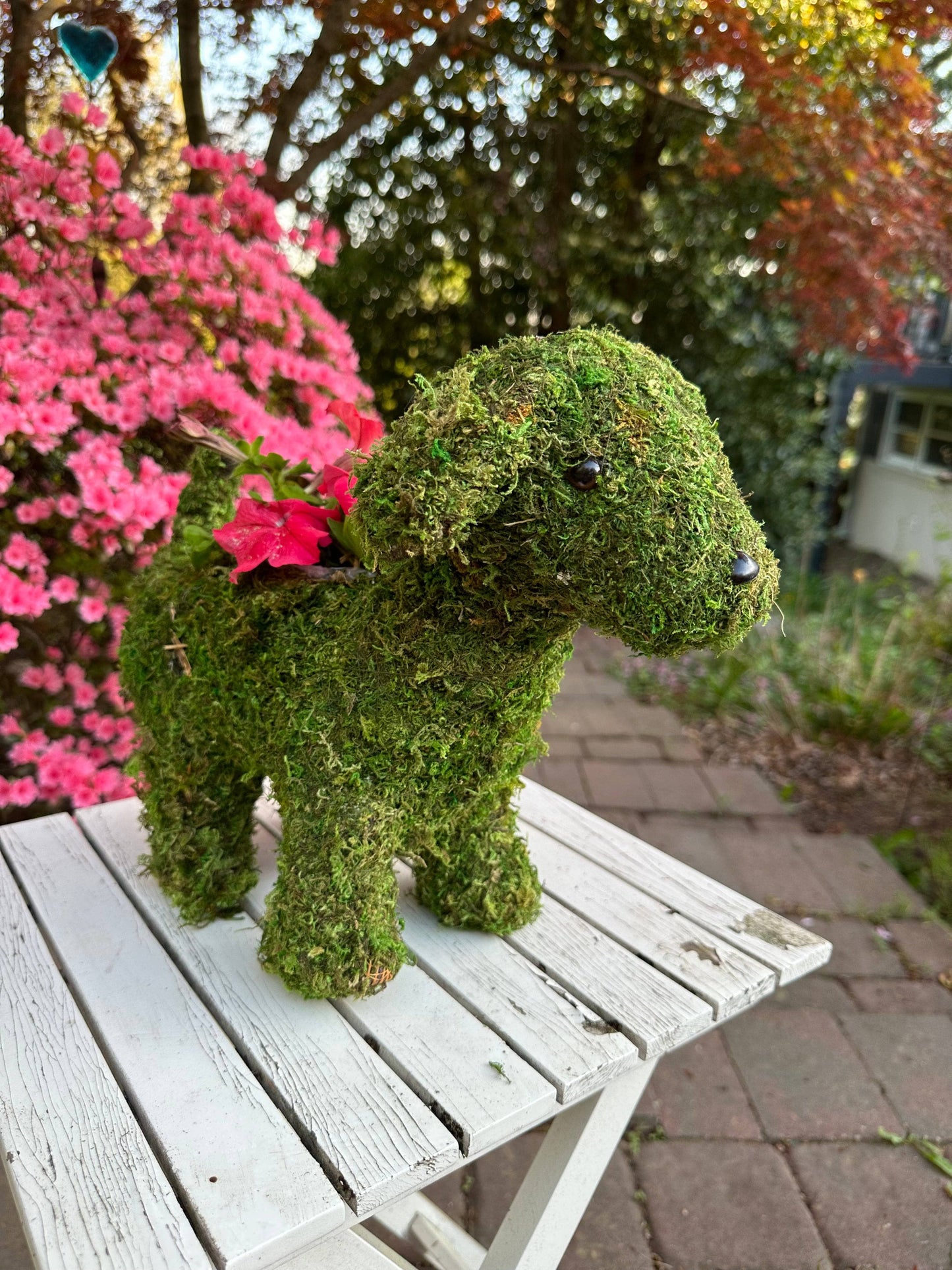 Puppy Moss Planter - Happy Gardens