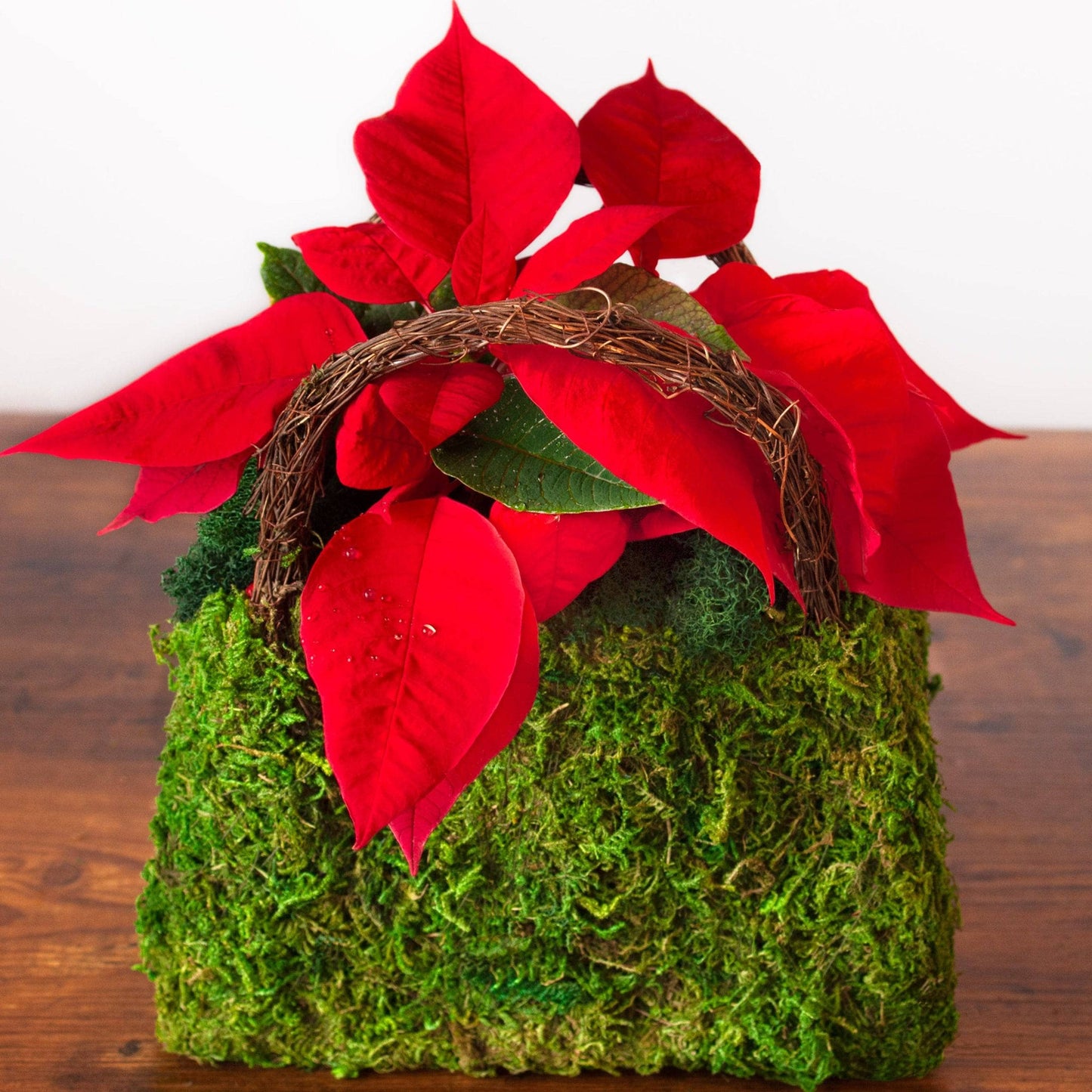 Beaumont Moss Purse Planters - Happy Gardens