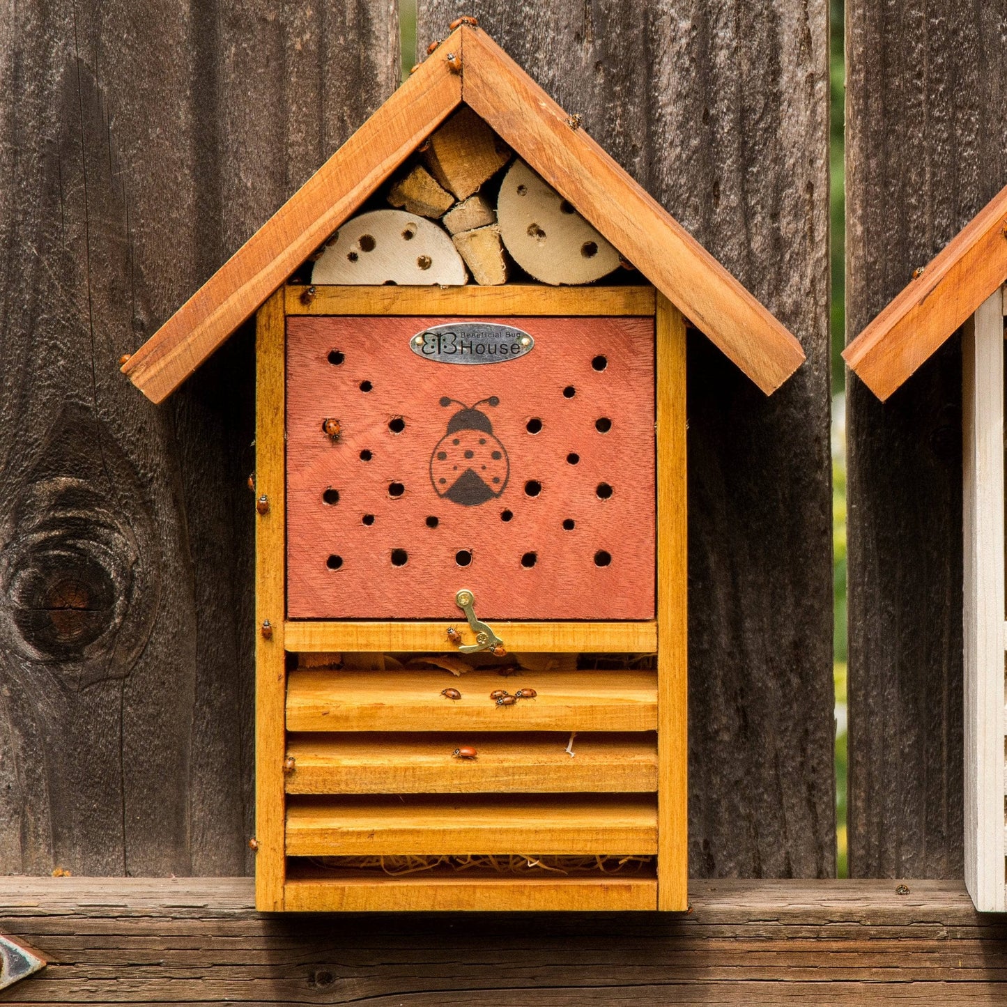 Ladybug House - Happy Gardens