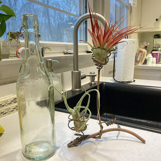 Happy Gardens - Double Air Plant Holder