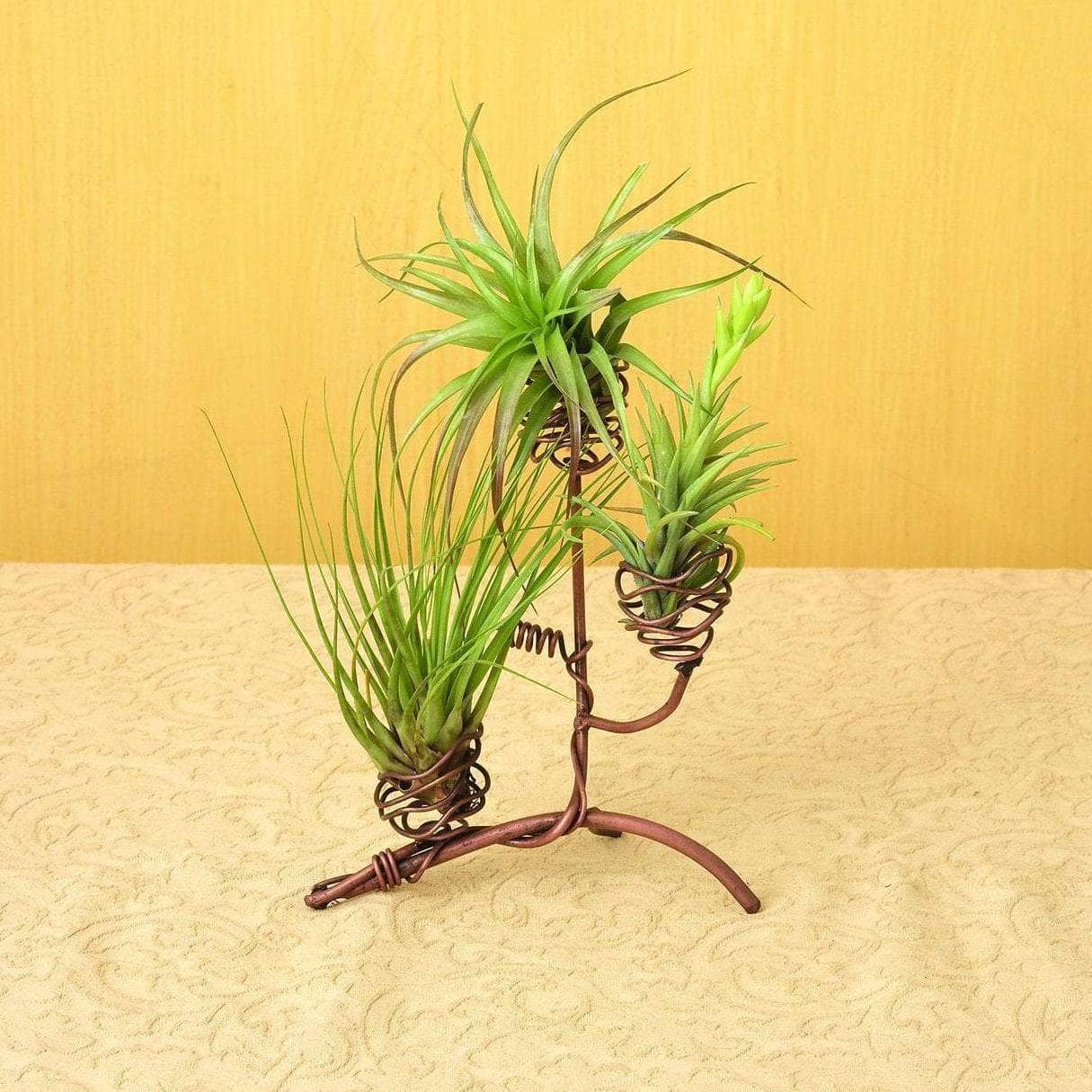 air plants with holders Ancient Graffiti Standing Triple Air Planter, Metal 8in