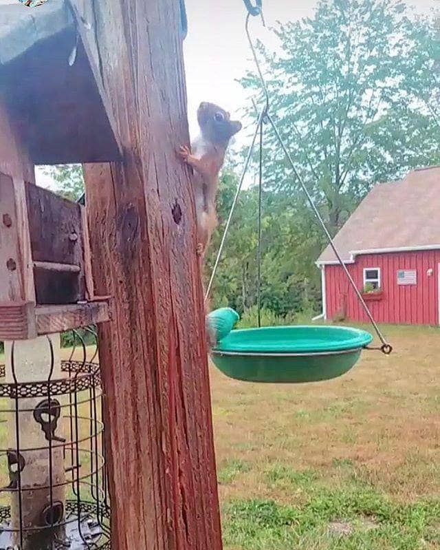 Happy Gardens - Hanging Teal Bird Bath