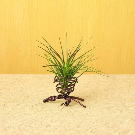 Happy Gardens - Single Air Plant Holder