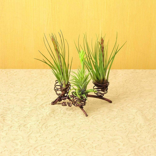 Happy Gardens - Triple Air Plant Holder