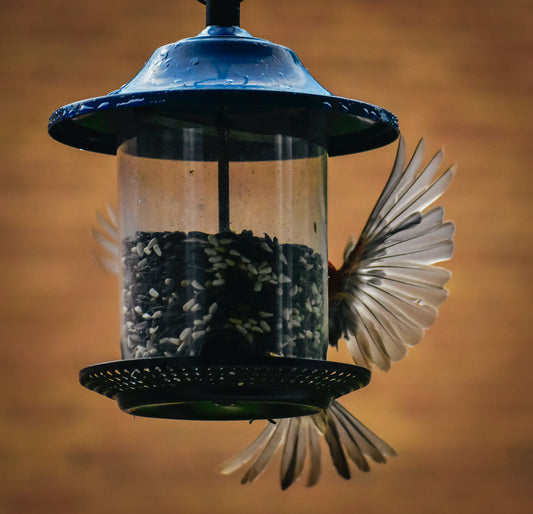 How to Choose the Best Bird Feeder Types for Your Yard or Garden