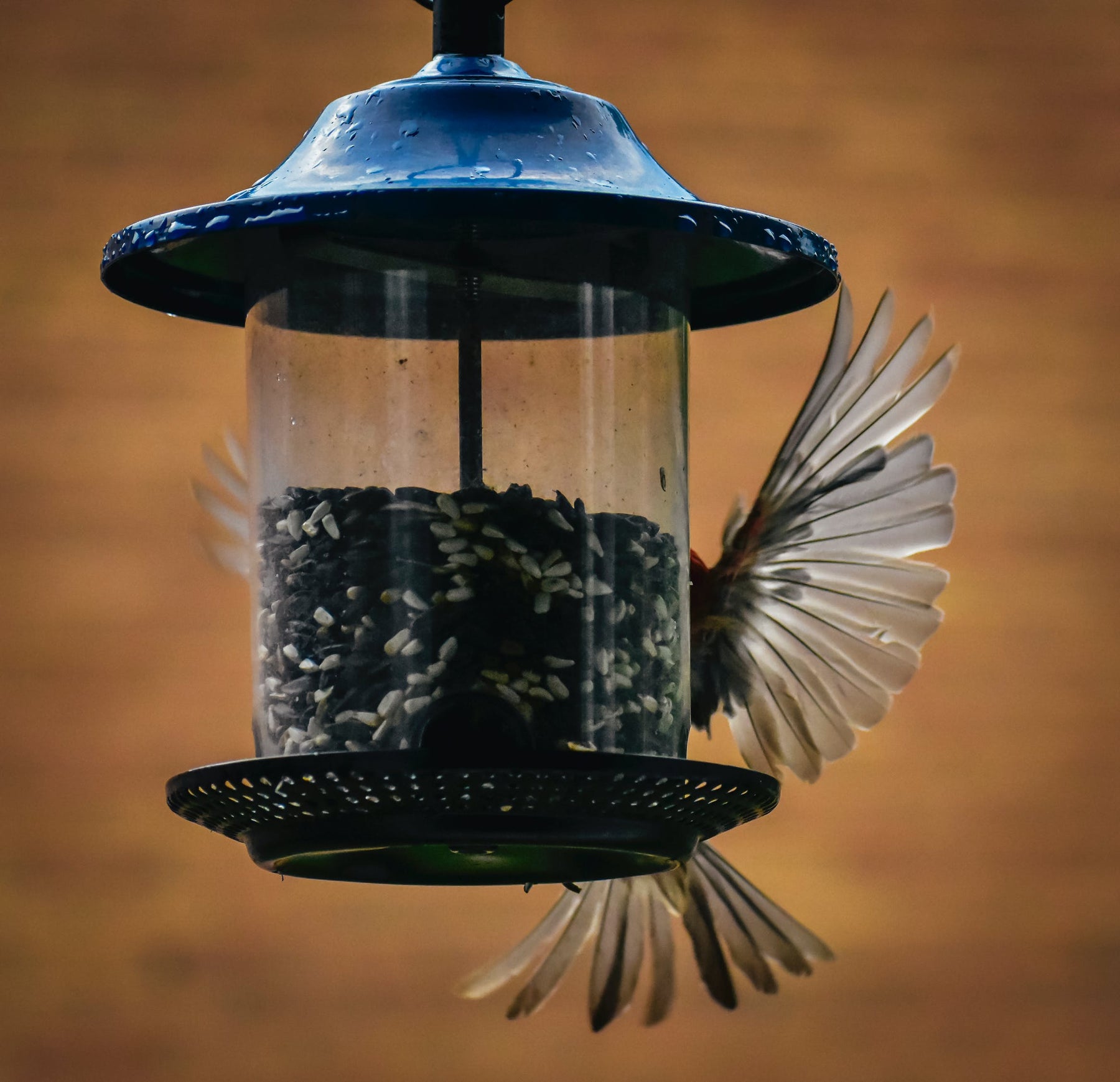 How to Choose the Best Bird Feeder Types for Your Yard or Garden