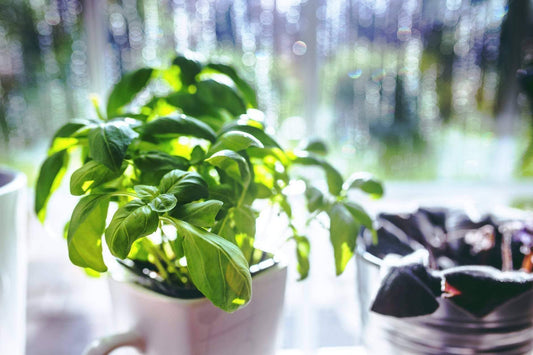 getting your garden ready for summer