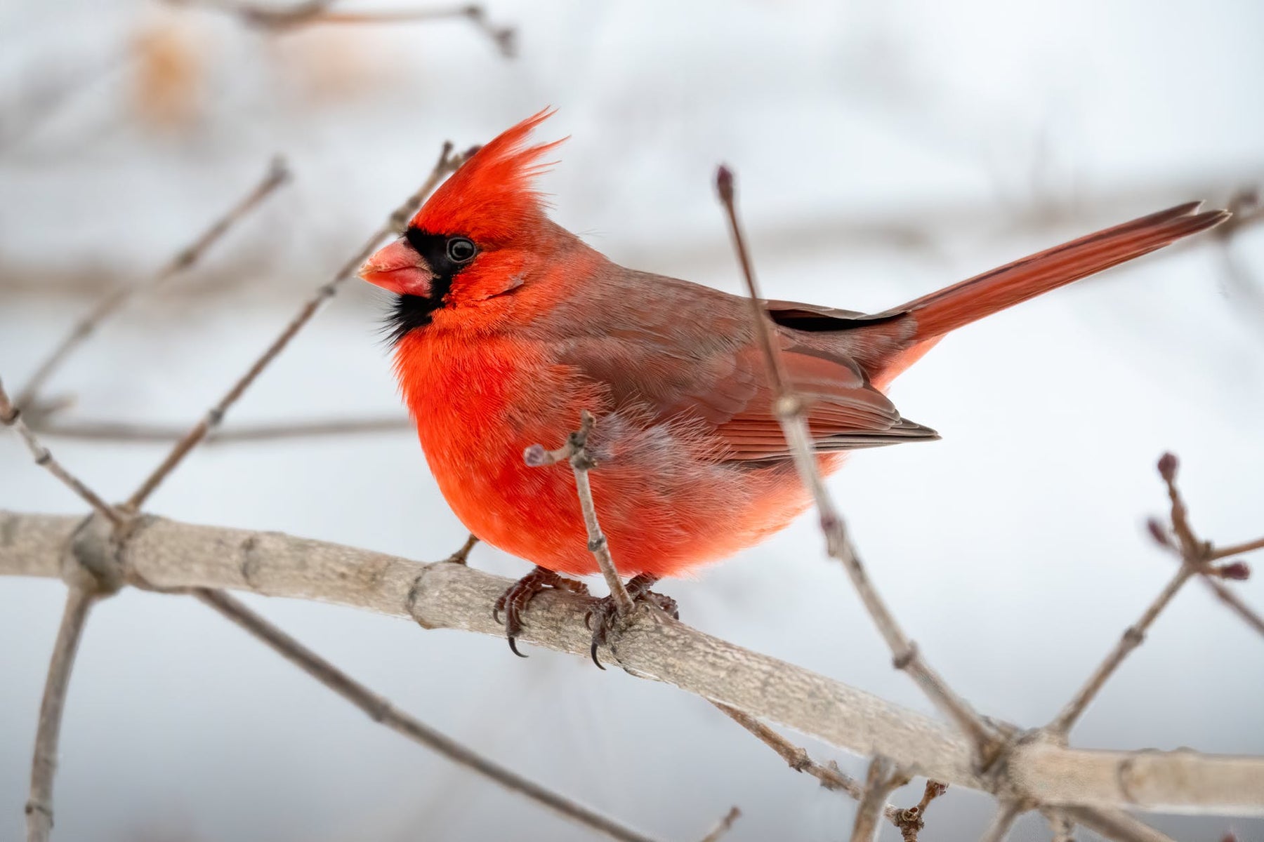 6 Essentials for New Bird Watchers