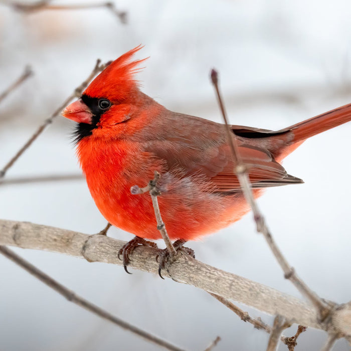 6 Essentials for New Bird Watchers