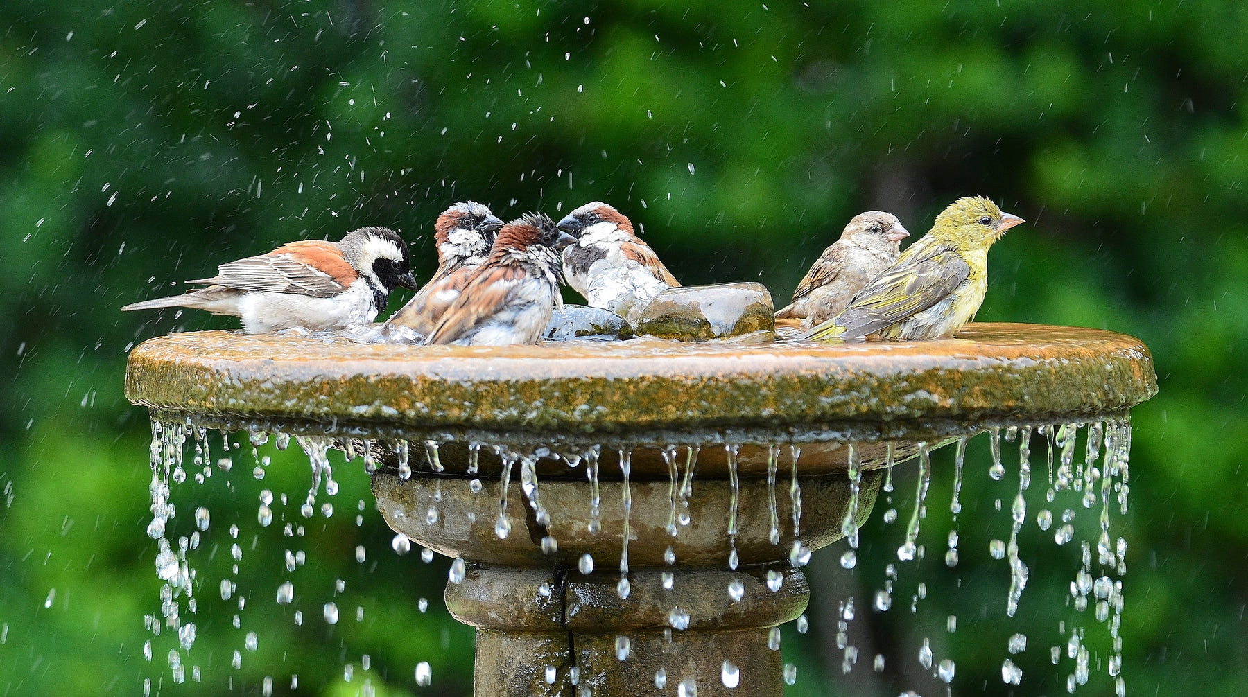 10 Unique, Homemade Bird Bath Ideas