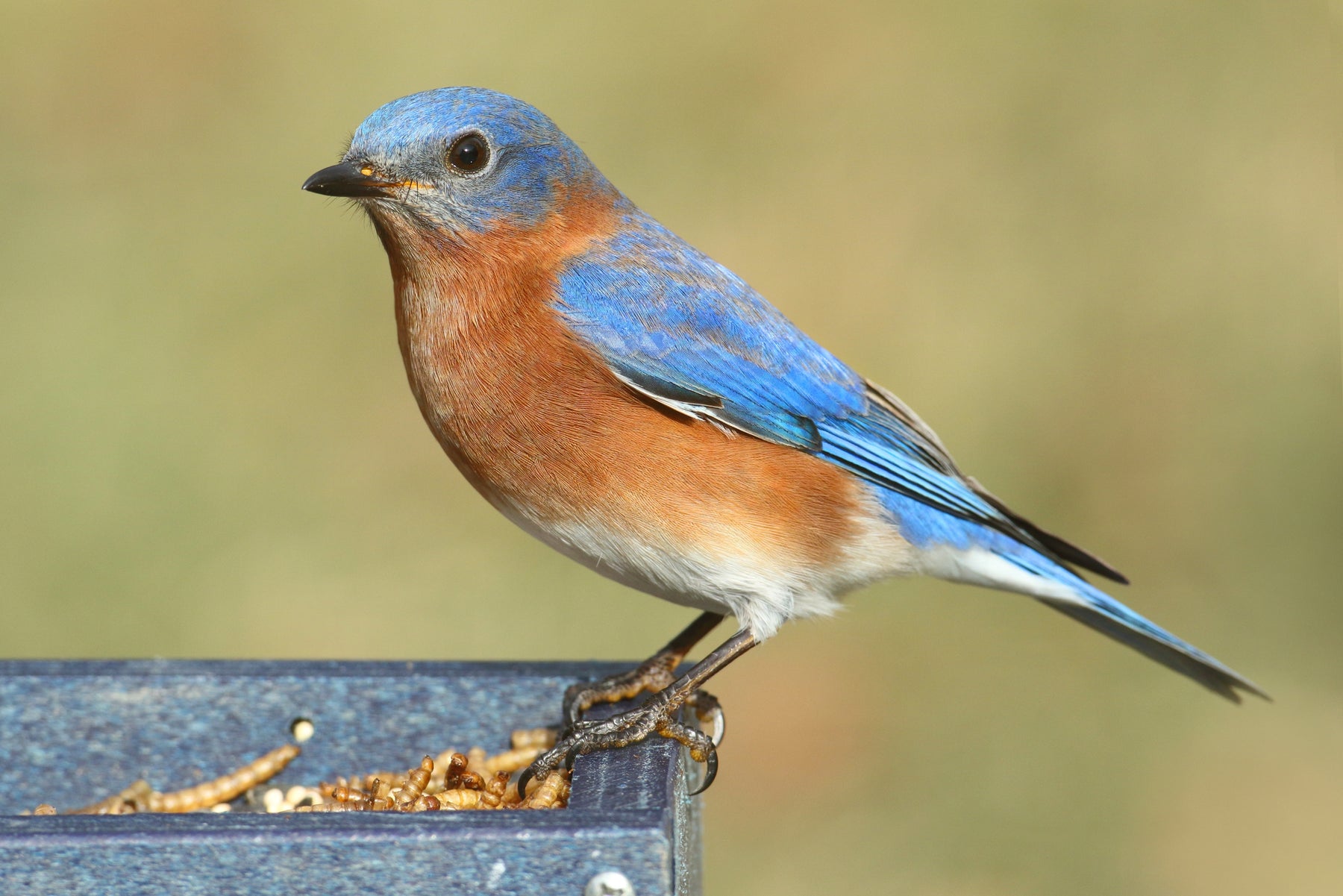 DIY Mealworm Feeder To Attract Bluebirds, Other Birds