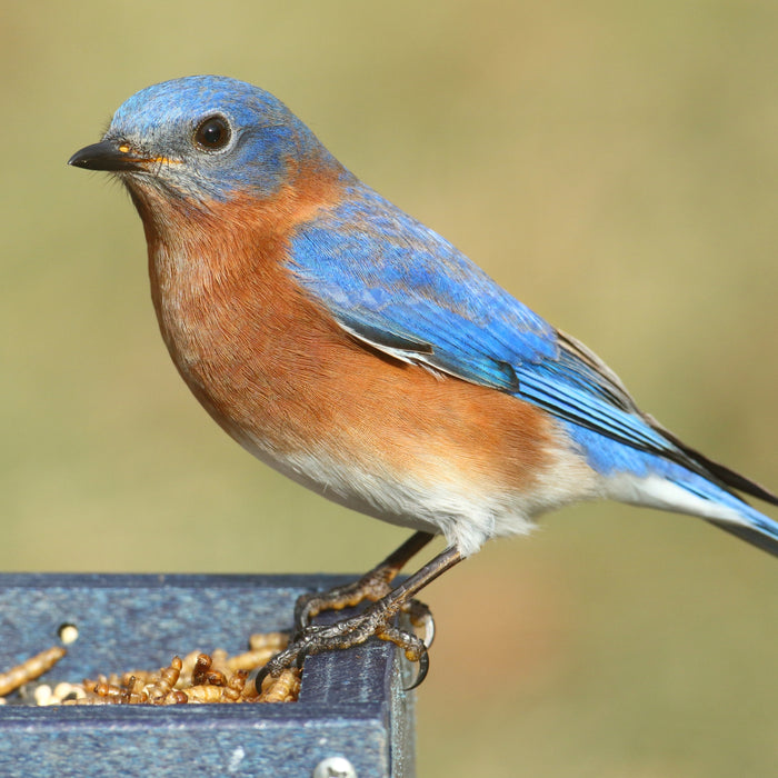 DIY Mealworm Feeder To Attract Bluebirds, Other Birds