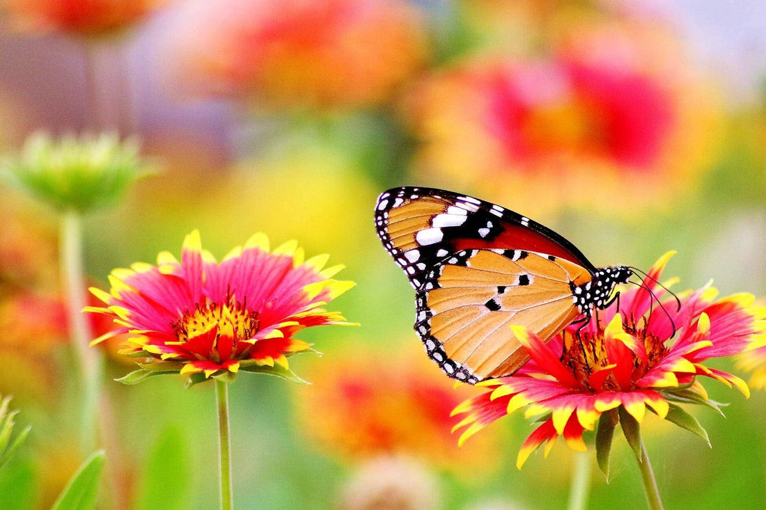 butterfly garden gear