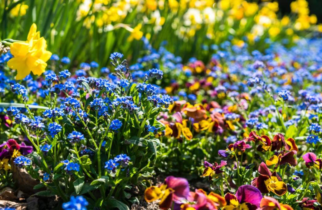 beautiful flowers in a garden