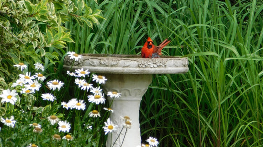 concrete bird bath with red bird in it