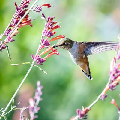 Hummingbird Garden Plans: 10 Ways to Attract Hummingbirds To Your Yard!