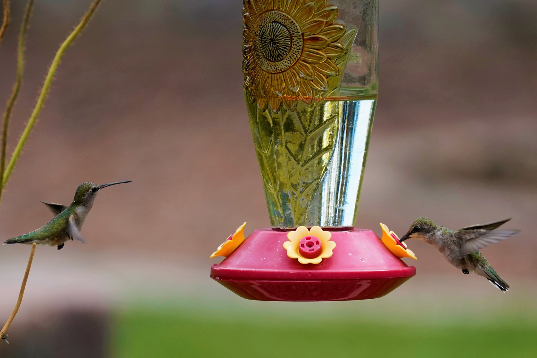 Should You Change Your Hummingbird Feeder Often?