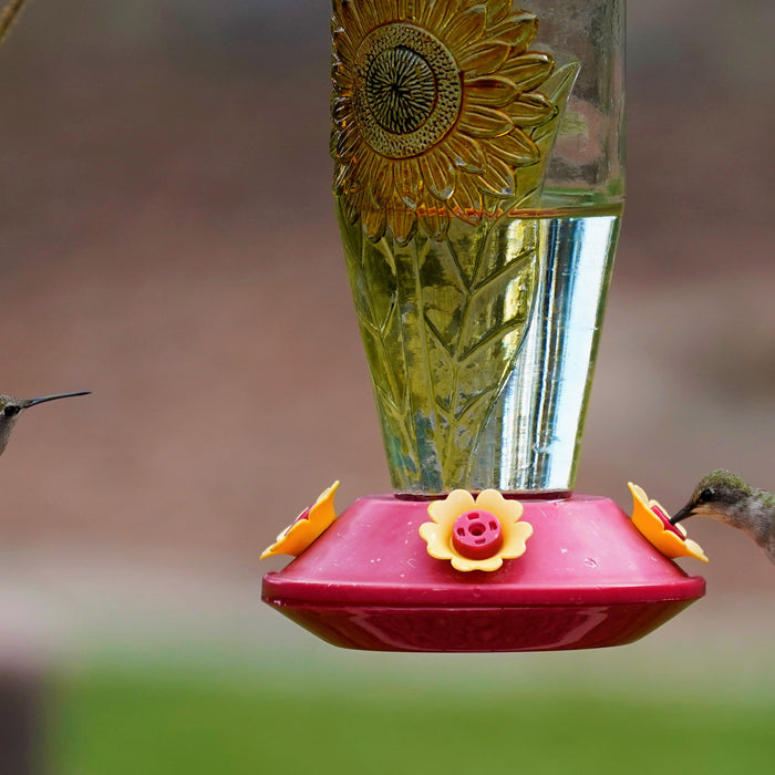 Should You Change Your Hummingbird Feeder Often?