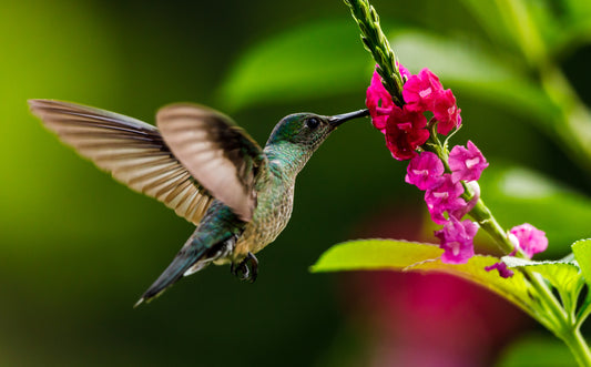 a hummingbird feeding on a flower