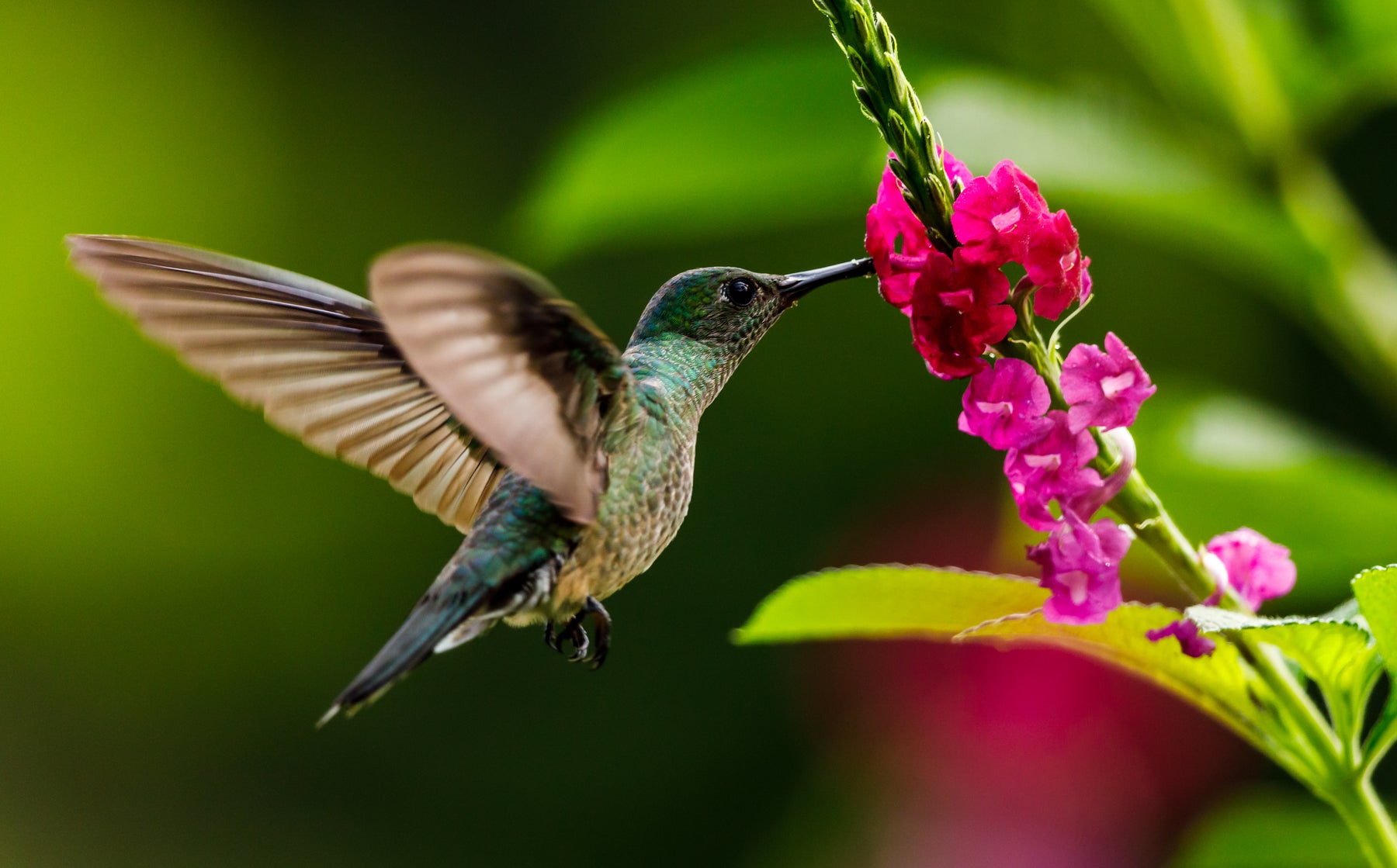 a hummingbird feeding on a flower