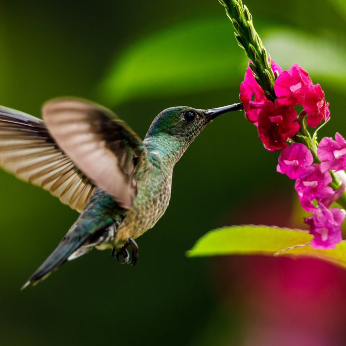 a hummingbird feeding on a flower