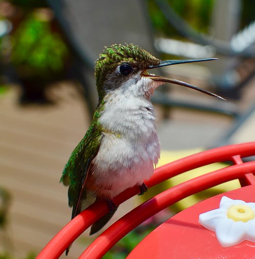How to Choose the Best Bird Bath for Hummingbirds