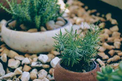 plant in a pot