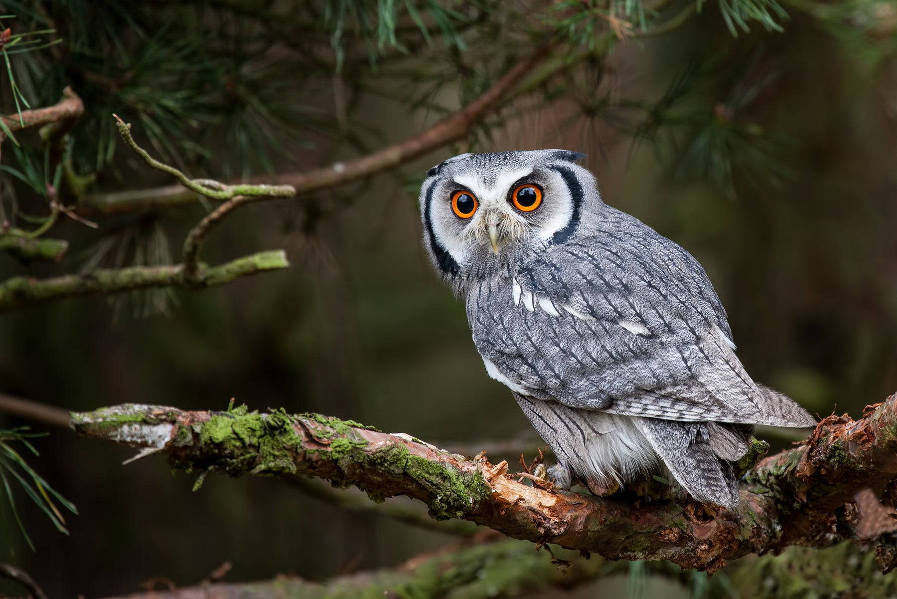 Attracting Owls To You Yard Or Garden - Our Tips