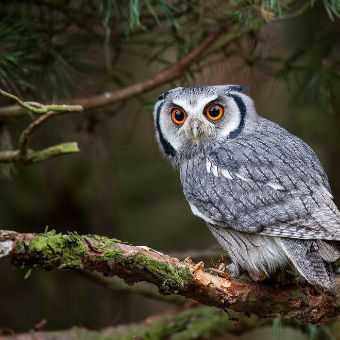 Attracting Owls To You Yard Or Garden - Our Tips
