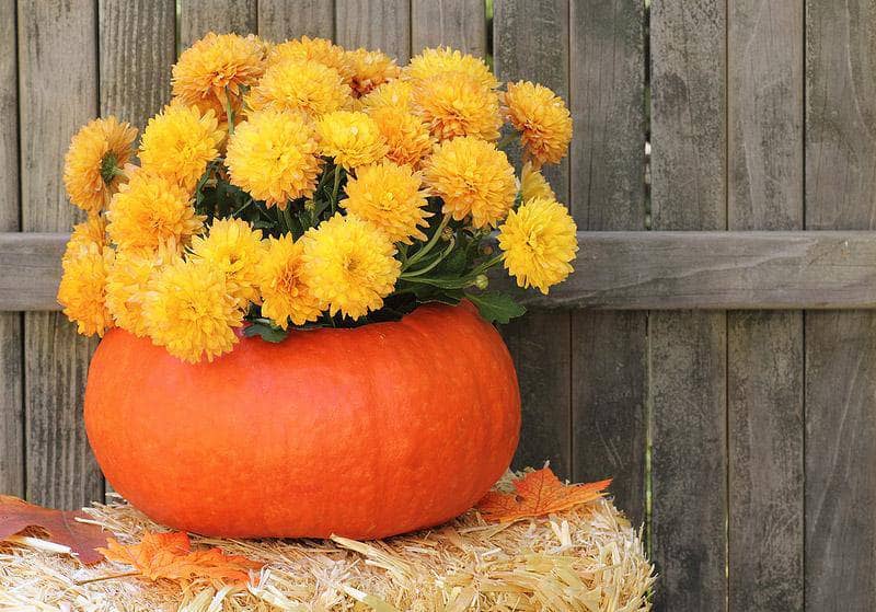 pumpkin garden flower pot