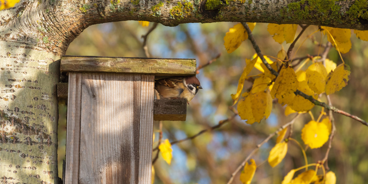 How To Keep Sparrows Out Of A Birdhouse Our Tips