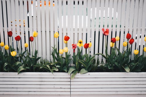 garden in spring