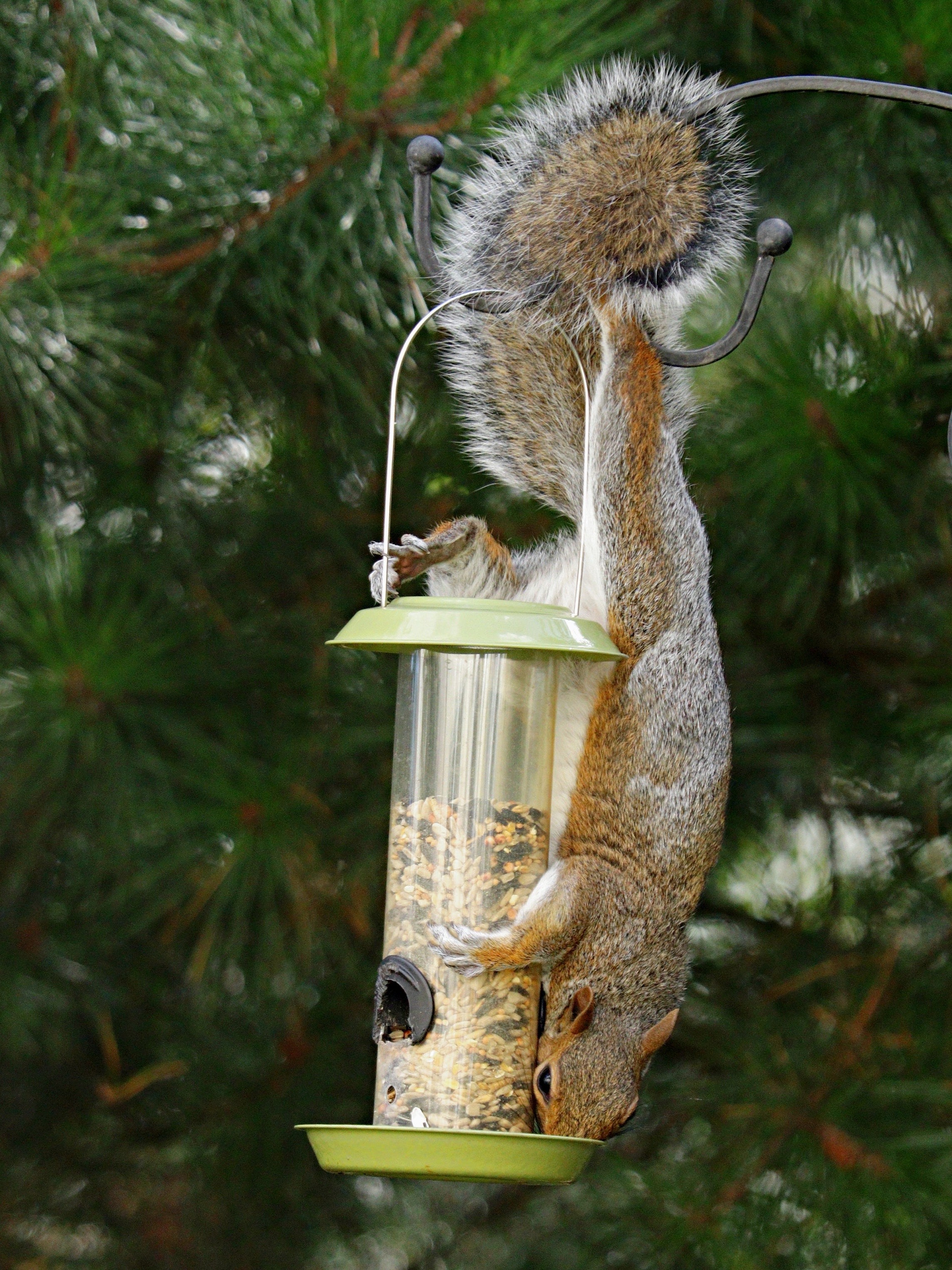 How to Keep Squirrels Out of Bird Feeder: 13 Proven Tips & Tricks