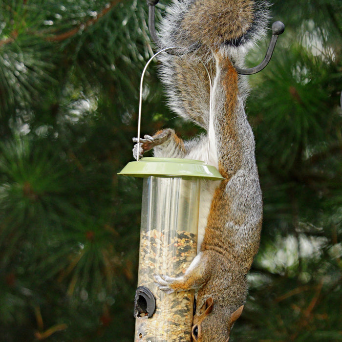 How to Keep Squirrels Out of Bird Feeder: 13 Proven Tips & Tricks