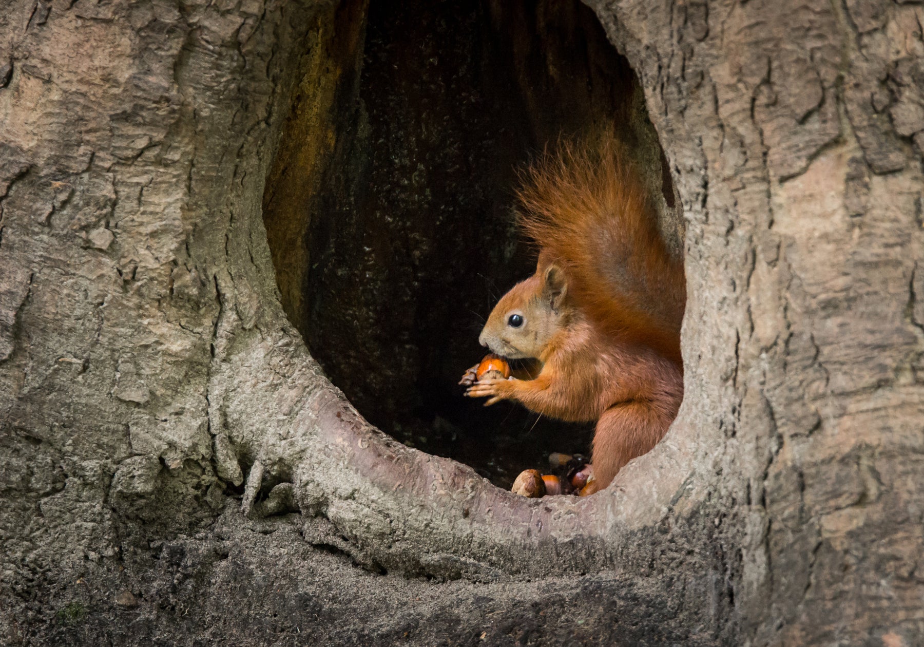 9 Ways How to Keep Squirrels Out of a Garden