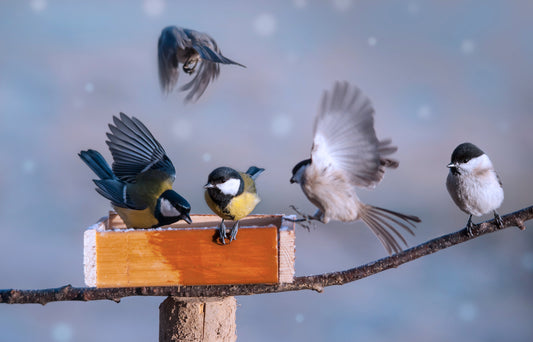 attracting birds to you bird feeder