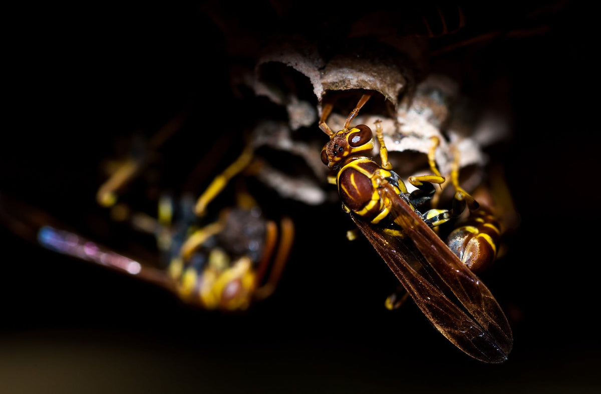 How to Prevent and Get Rid of Wasps Near Your Home and Garden
