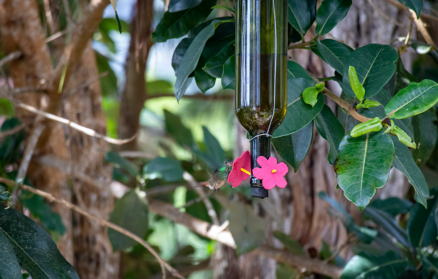 Building A Bird Feeder In Your Garden Or Yard - Planning & Tips