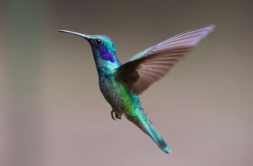 humming bird