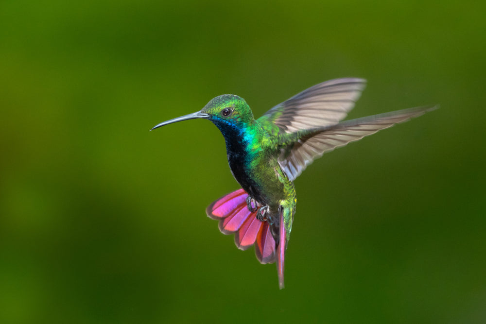 a hummingbird in flight